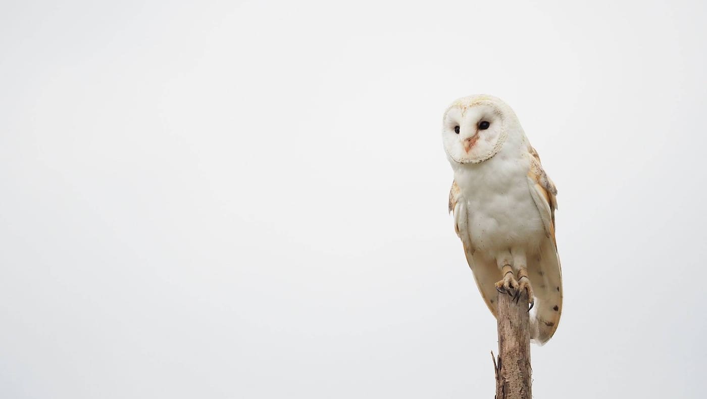 Schneeeule