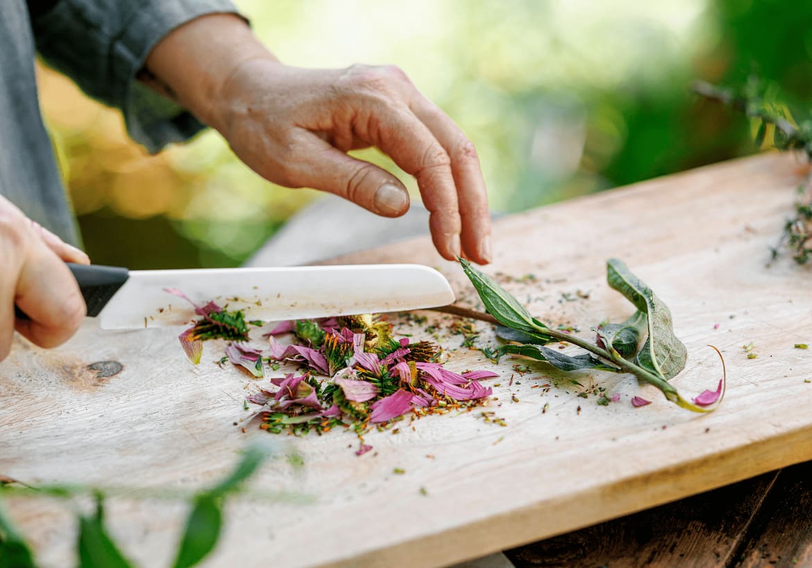 Echinacea wird geschnitten, um zu Tee zu verarbeiten.