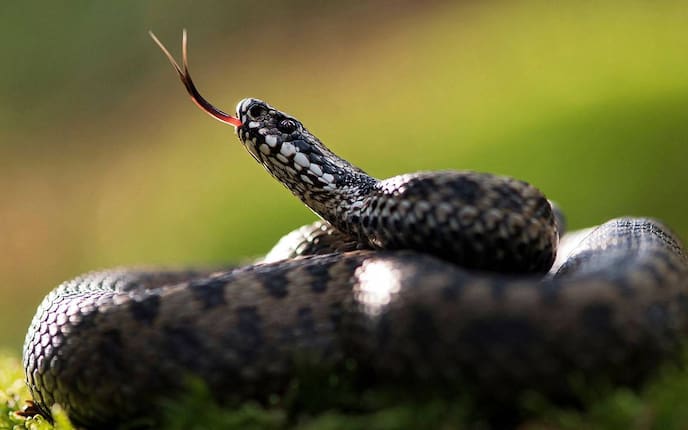 Kreuzotter, Schlange, züngeln, Schlangenzunge