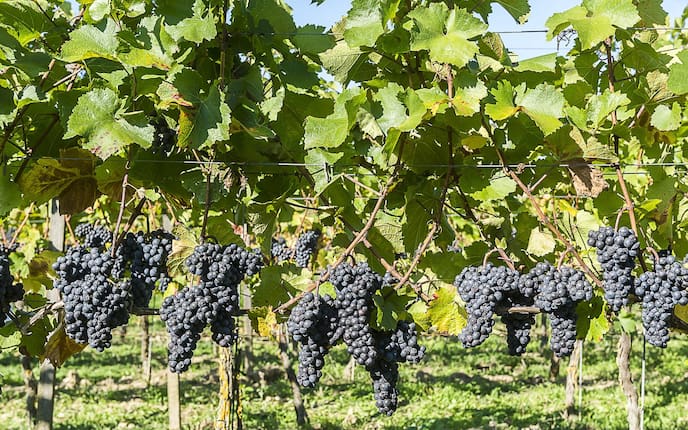 Weinwissen, Wein, Wissenswertes über Wein, Weinkultur