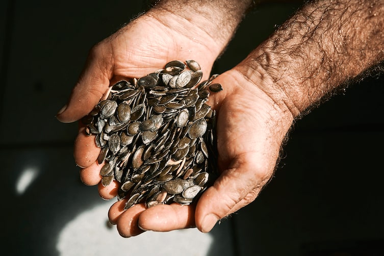 Zwei Hände halten eine Hand voll Kürbiskerne für die Kürbiskernöl-Verarbeitung ins Licht.
