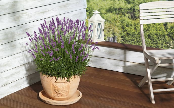 Lavendel, Verwendung, Servus