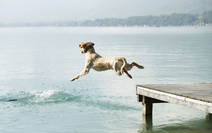 Hund, Abkühlung, Sommer, Wasser