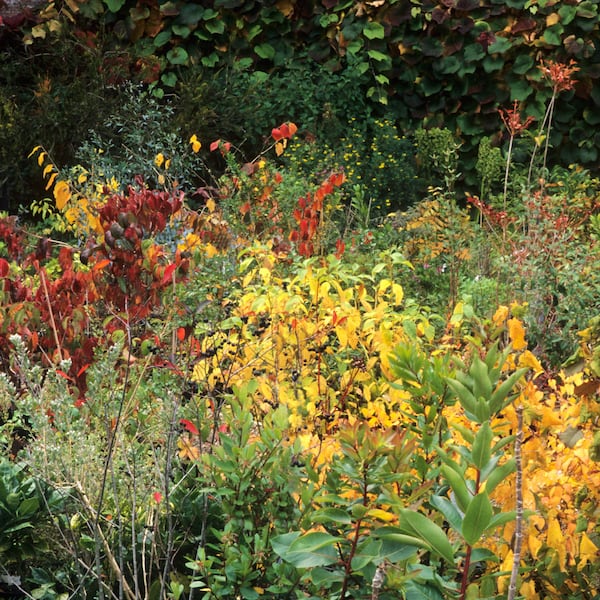 Garten, Stauden, Staudenbeet, Gartengestaltung, Gartenwissen