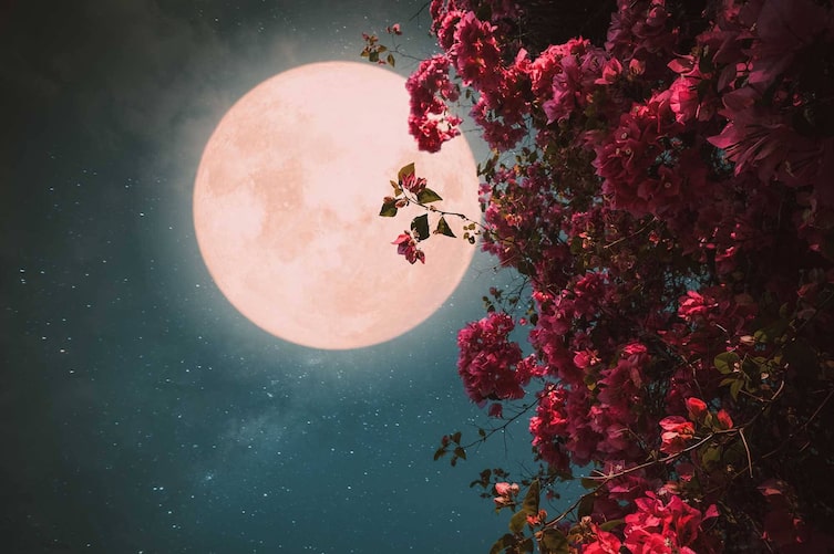 Mond, Vollmond, Mondkalender, Blüten