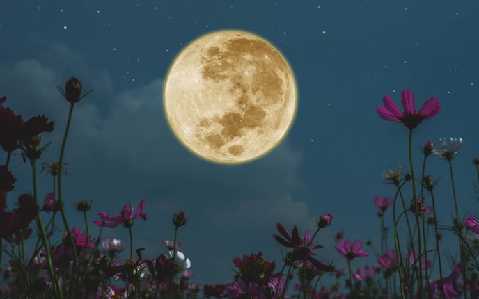 Vollmond, Sterne, Nachthimmel, Blumen, Mondkalender