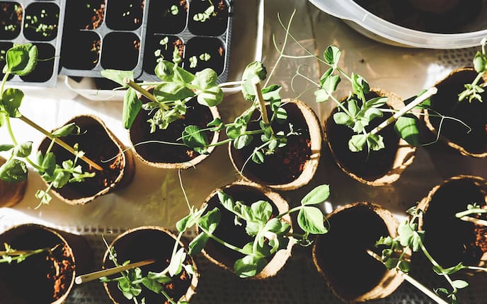 Pflanzen natürlich stärken mit