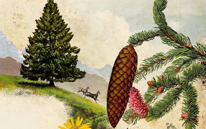 Fichtenpechsalbe selber machen (Illustration: Andreas Posselt)