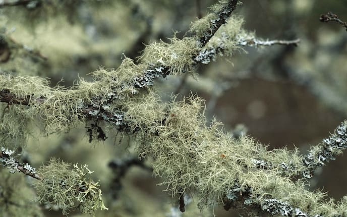 Bartflechte, Heilpflanze, Naturapotheke, Kräuter