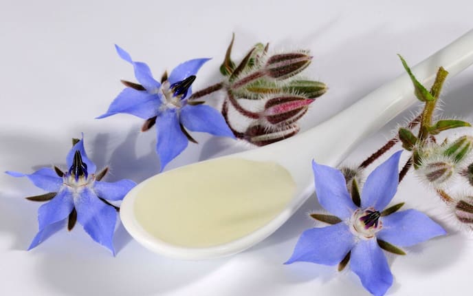 Borretschöl, Gurkenkraut (Borago officinalis), Borretsch-Öl
