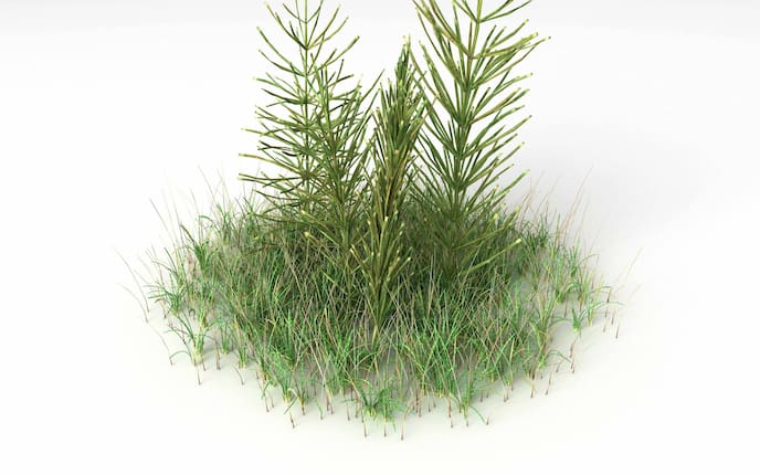 Ackerschachtelhalm, Heilpflanze, Naturapotheke, Servus