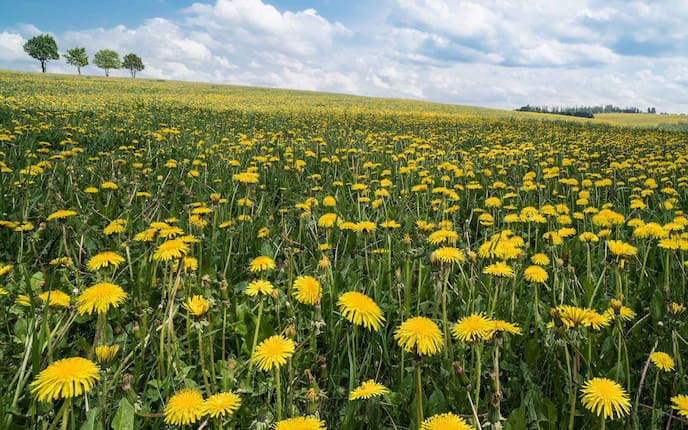 Wiese voller Löwenzahn (Bild: Getty Images)