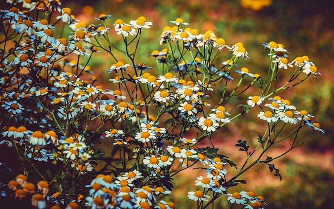 Mutterkraut hilft gegen Kopfschmerzen, Servus, Naturapotheke