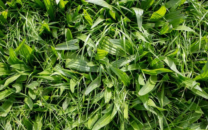 Spitzwegerich wächst meistens auf Wiesen (Bild: Getty Images), Servus, Naturapotheke