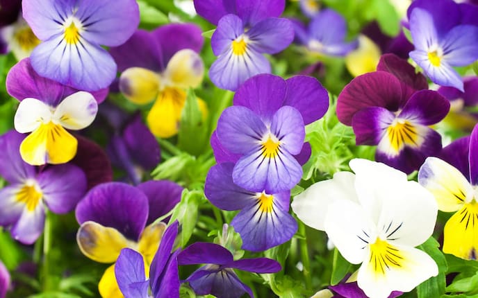 Stiefmütterchen in Lila, Weiß und Gelb (Bild: Getty Images)