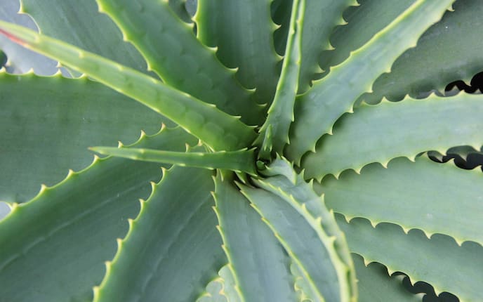 Aloe Vera Pflanze