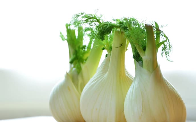 Fenchel (Foto: Pixabay/ Congerdesign)