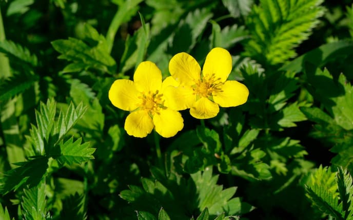 Gänsefingerkraut (Mauritius Images/ Florapix)
