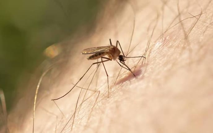 Gelsenstiche, Juckreiz