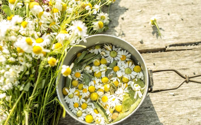 Kamille, Kamillenblüten, Kamillentee, blondes Haar