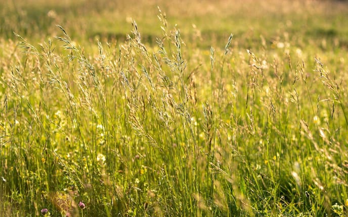 Heuschnupfen, Pollen, Hausmittel, Gräser, Allergie