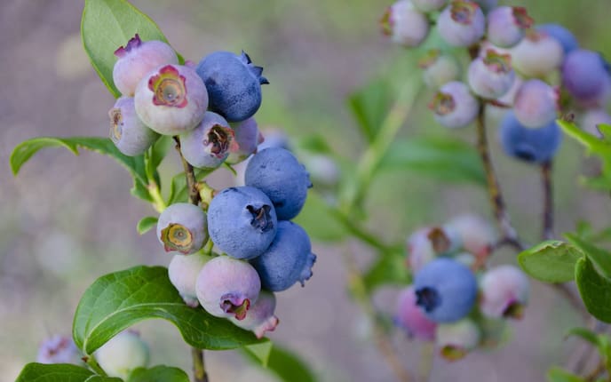 Heidelbeere, Naturapotheke, Naturheilkunde