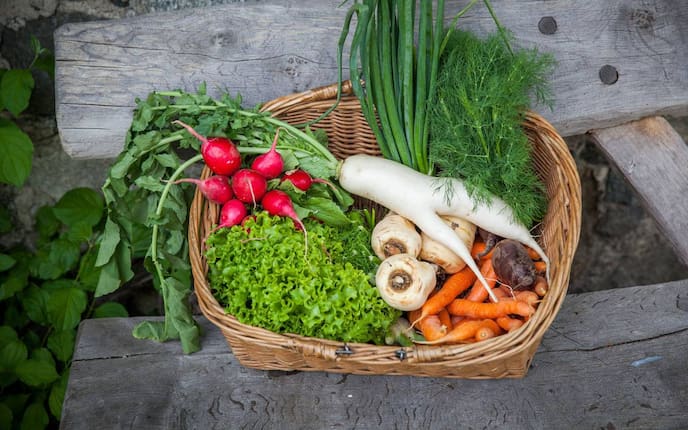 Gemüse, Heilkunde, Küche, Servus