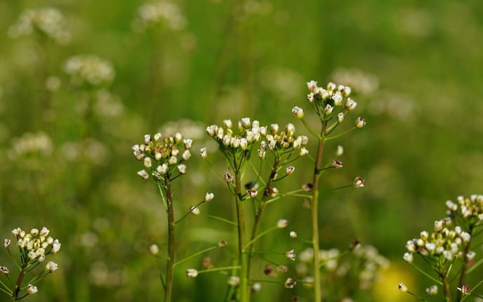 Hirtentäschel, Heilpflanze, Heilkraut, Naturapotheke, Servus