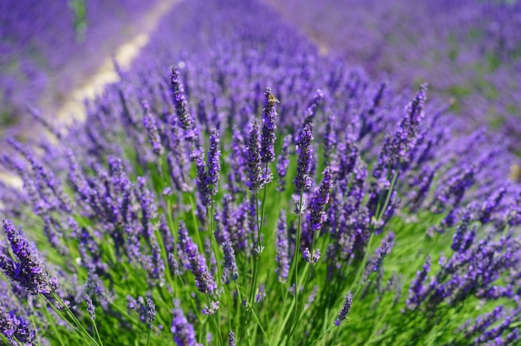 Lavendel (Foto: Pixabay/ Hans Braxmeier)
