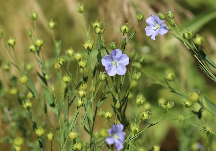 Geranium, Plant, Flower