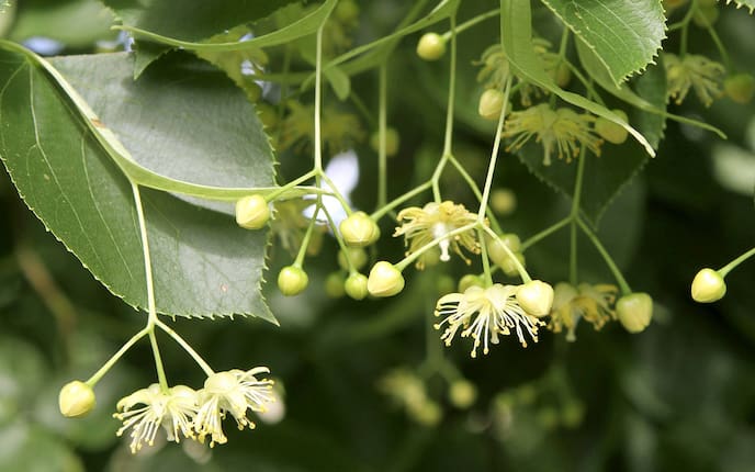 Lindenblüte, Naturapotheke, Servus