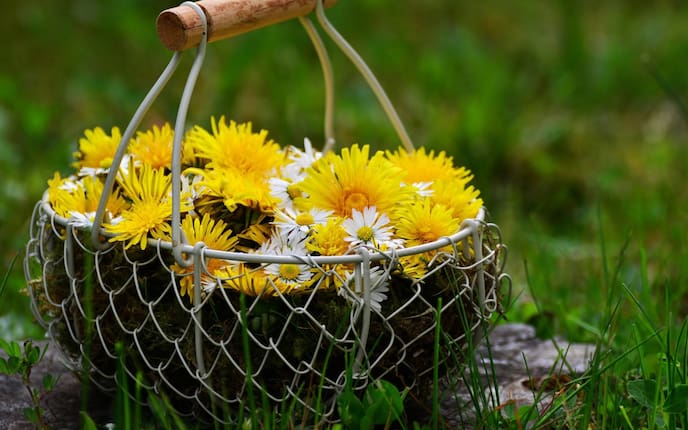 Löwenzahn (Foto: Pixabay/ Congerdesign)