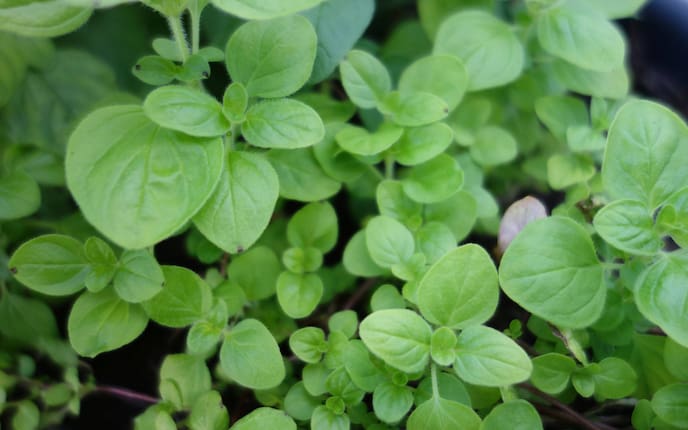 Majoran (Foto: Pixabay/ Sabrina B.)