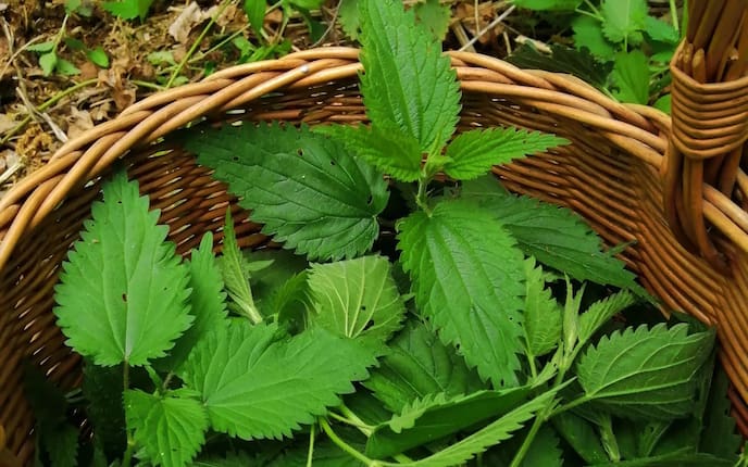 Brennnesselpflanzen im Weidenkorb, Shampoo, Naturapotheke, Servus