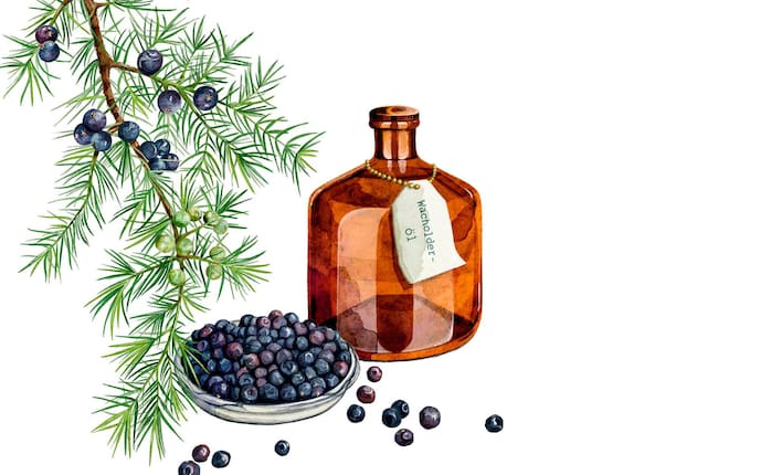 Naturapotheke, Wacholderöl, Muskeln entspannen, Fräulein Grün, Illustration