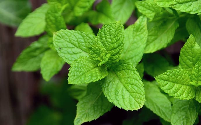 Bild: congerdesign / Pixabay, Pfefferminze