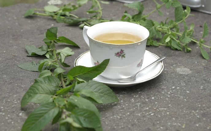 Tee, Verdauung, Rezept, Apotheker