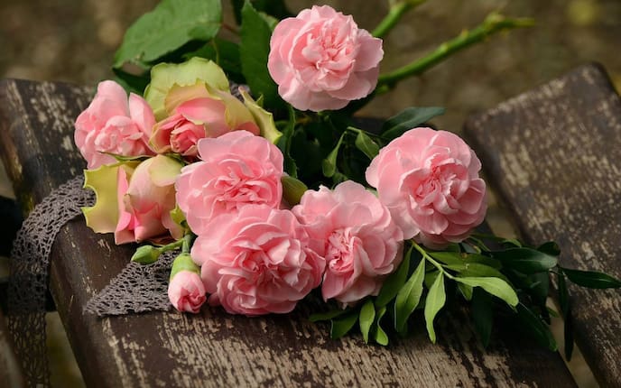 Rose, Blume, rosa, Servus, Naturapotheke