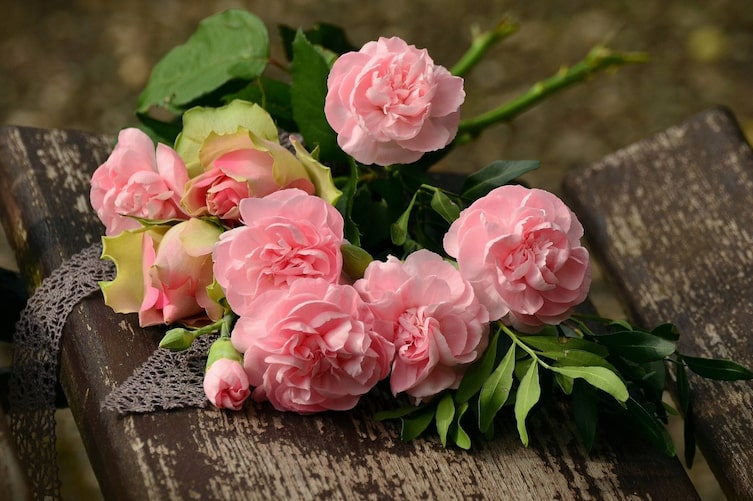 Rose, Blume, rosa, Servus, Naturapotheke