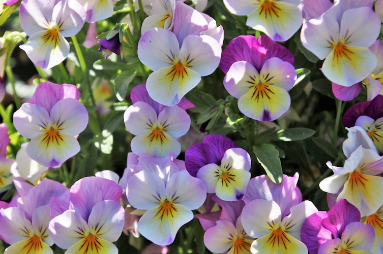 Stiefmütterchen (Foto: Pixabay/Pasja1000), Servus, Naturapotheke