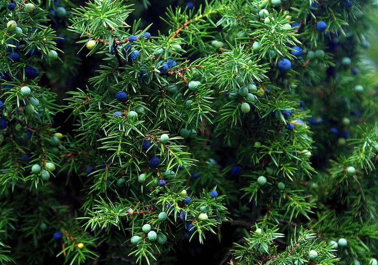 Wacholder (Foto: Pixabay/ Bronislaw Drozka)