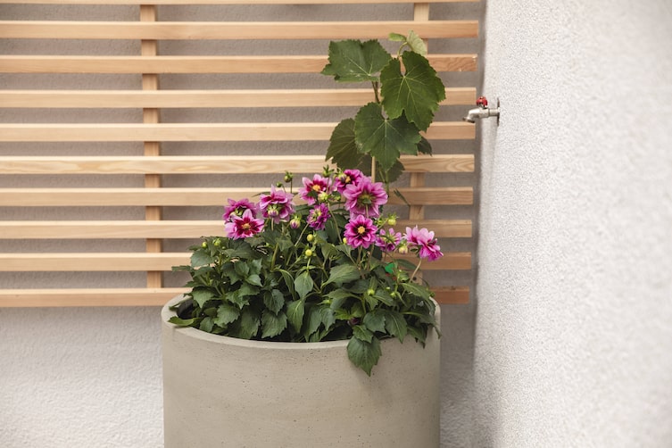 Uhudler Weinrebe mit Sommerblumen.