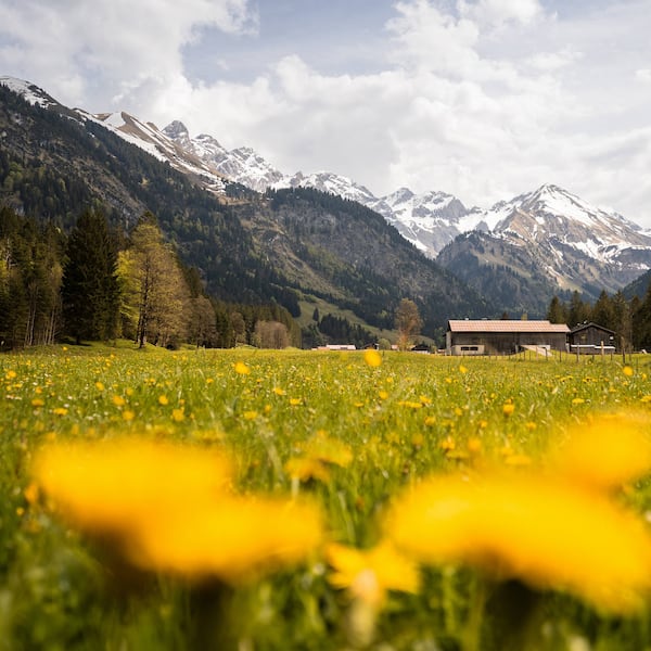 Oberstdorf, Alpenpanorama, Löwenzahn