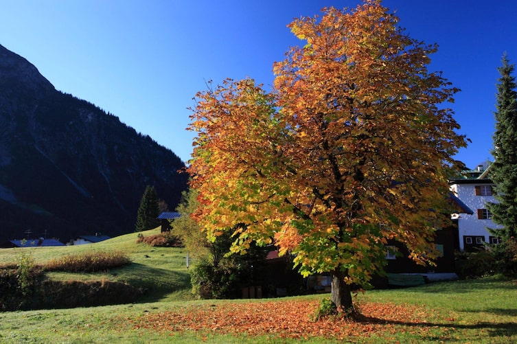 Baum, Herbst, bunte Blätter