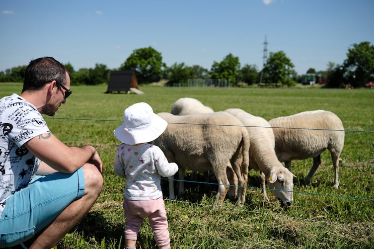 Vater und Kleinkind stehen auf einer Wiese mit Schafen
