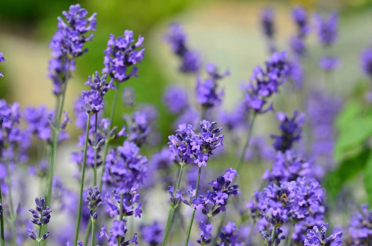 Lavendel Pflanzen Und Pflegen Servus lavendel-pflanzen-und-pflegen-servus