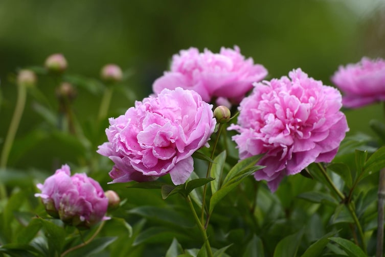 Pfingstrosen, Garten, Gartengestaltung, pinke Pfingstrosen