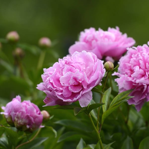 Pfingstrosen, Garten, Gartengestaltung, pinke Pfingstrosen