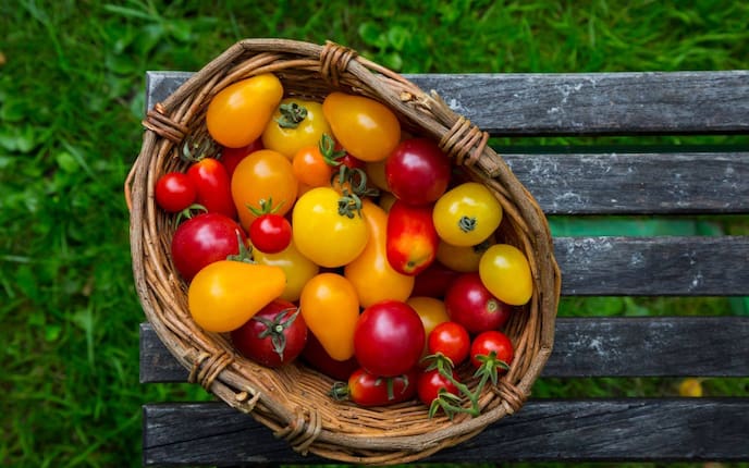 Tomaten, Paradeiser, gelbe Tomaten, rote Tomaten