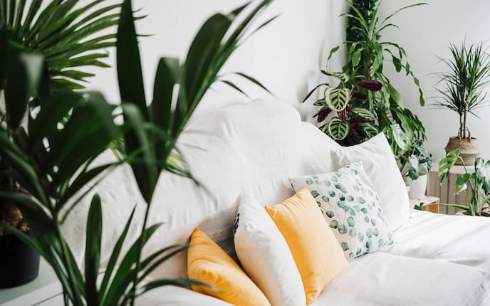 Pflanzen, Zimmerpflanzen, Wohnraum, Wohnzimmer